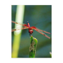 Dragonfly frontale rouge et noire