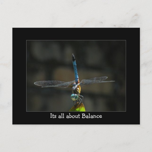 Carte Postale Dragonfly It's About Balance Postcard (Devant)
