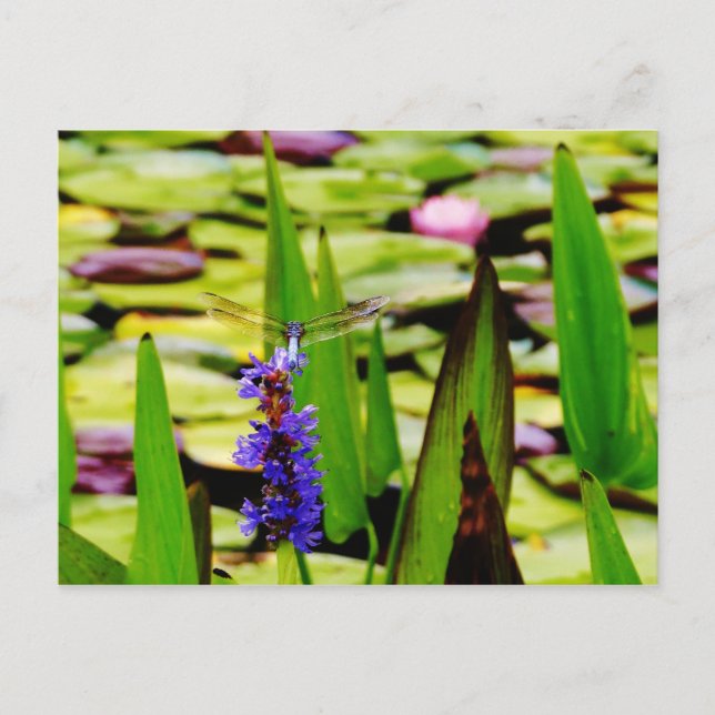 Carte Postale Dragonfly lotus and purple flower (Devant)