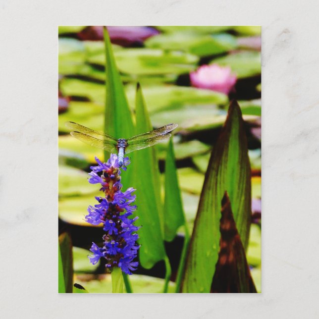 Carte Postale Dragonfly lotus and purple flower (Devant)