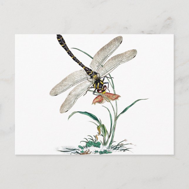 Carte Postale Dragonfly Magic (Devant)