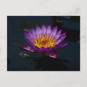 Carte Postale Dragonfly Nymphe Lotus
