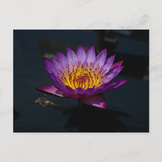 Carte Postale Dragonfly Nymphe Lotus (Devant)