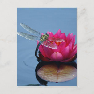 Carte Postale Dragonfly On Lotus Flower