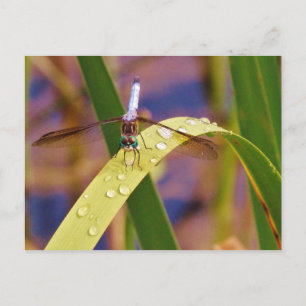 Carte Postale Dragonfly on raindrop leaf