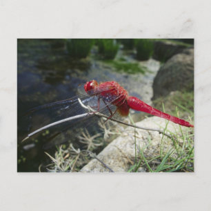 Carte Postale Dragonfly perché sur la branche, gros plan