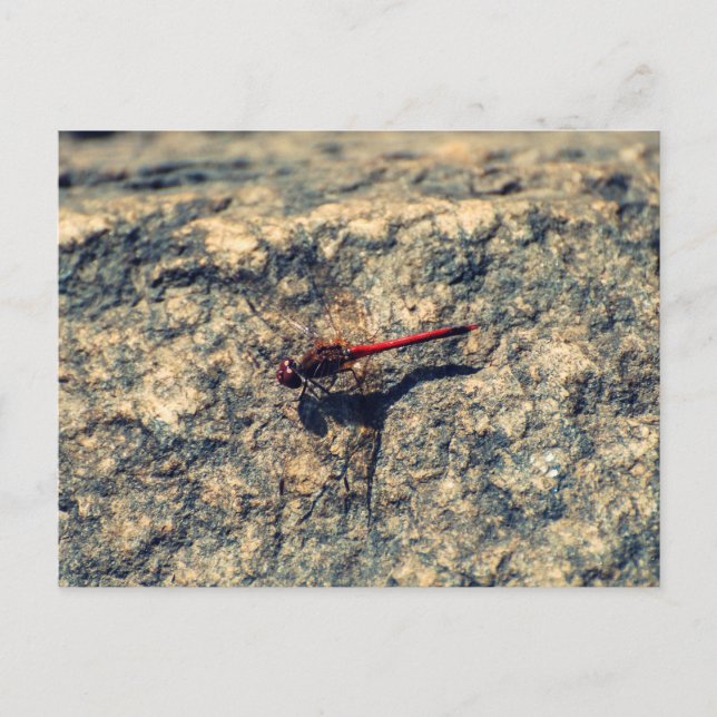 Carte Postale Dragonfly rouge (Devant)