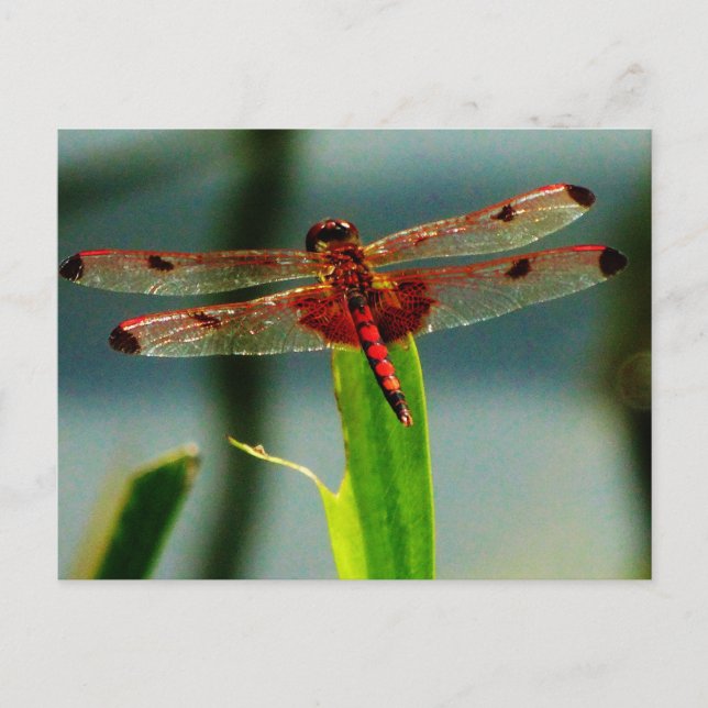 Carte Postale Dragonfly rouge et noire tachetée (Devant)