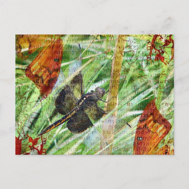 Carte Postale Dragonfly, s'envoler (Devant)