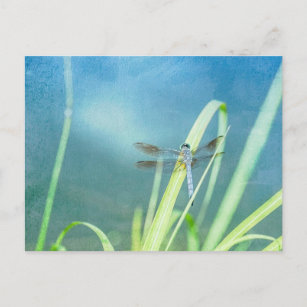 Carte Postale Dragonfly sur Blue