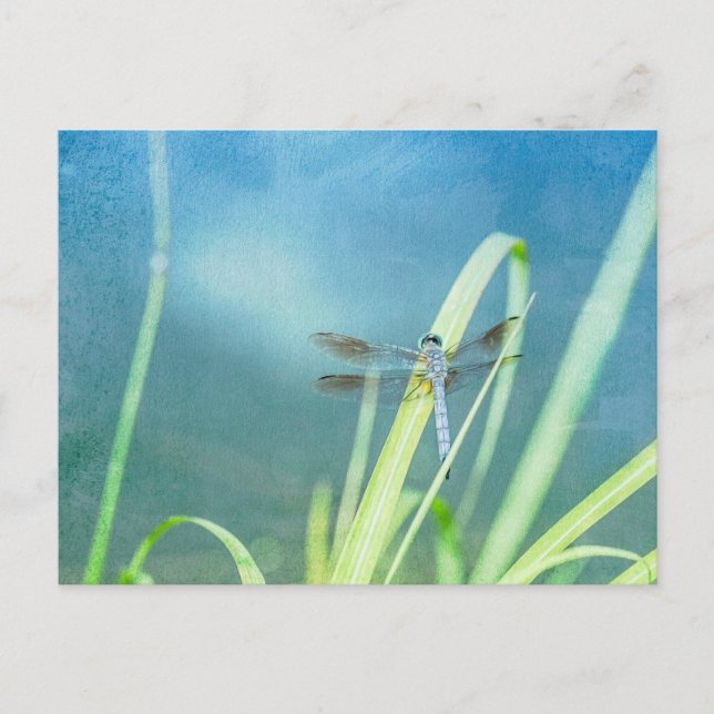 Carte Postale Dragonfly sur Blue (Devant)