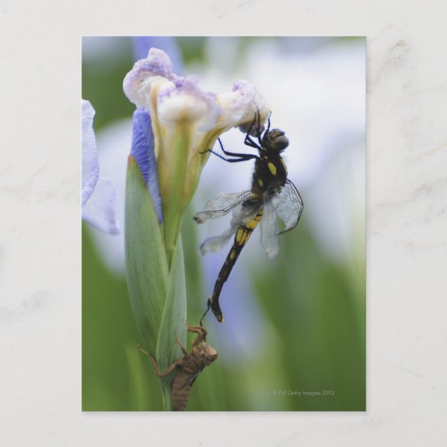 Carte Postale Dragonfly sur iris (Devant)