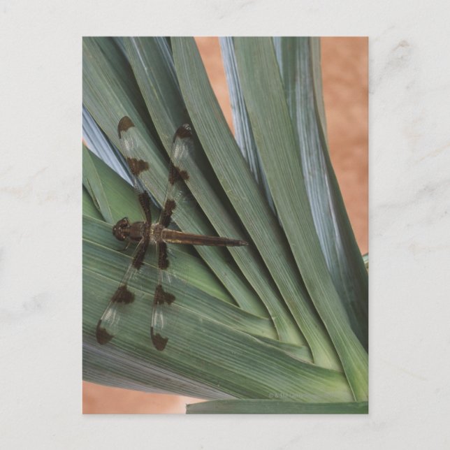 Carte Postale Dragonfly sur plante (Devant)