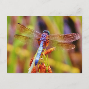 Carte Postale Dragonfly turquoise sur le carex