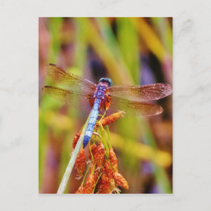 Carte Postale Dragonfly turquoise sur le carex