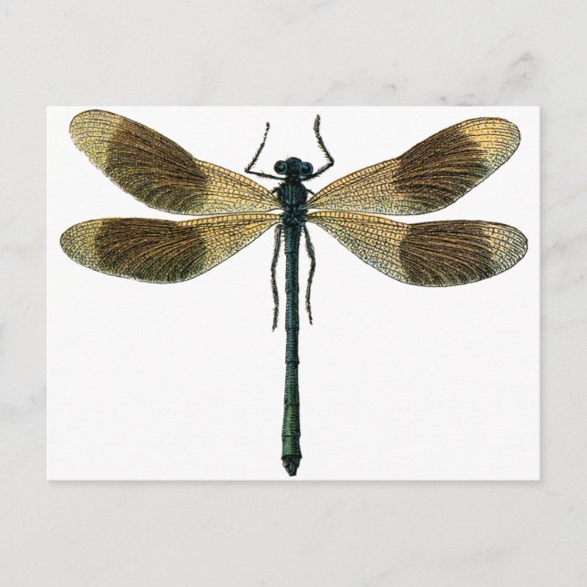 Carte Postale Dragonfly vintage (Devant)