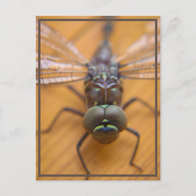 Carte Postale Dragonfly vous voyez (Devant)