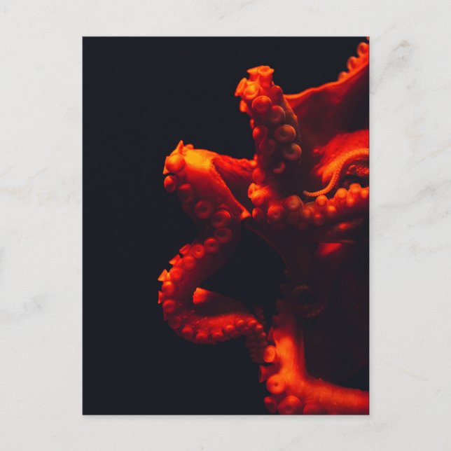 Carte Postale Dramatic Octopus Underwater Photo Orange and Black (Devant)