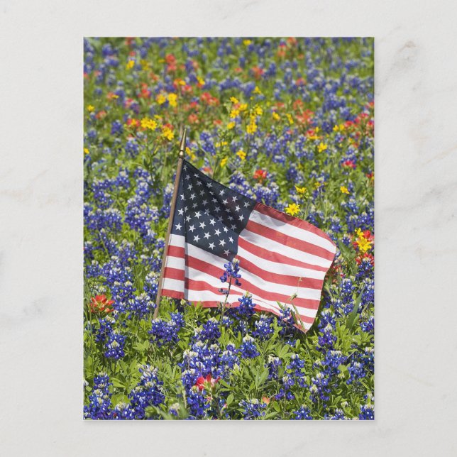 Carte Postale Drapeau américain dans un champ de bleuets bleus, (Devant)