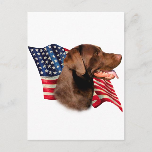 Carte Postale Drapeau américain de récupération de chocolat Labr (Devant)