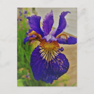 Carte Postale Drapeau bleu Iris Fleur de Lys France Canada Québe