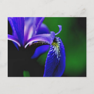 Carte Postale Drapeau bleu Iris Fleur Photocarte postale