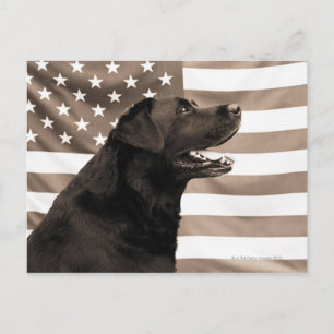 Carte Postale Drapeau de chien et américain