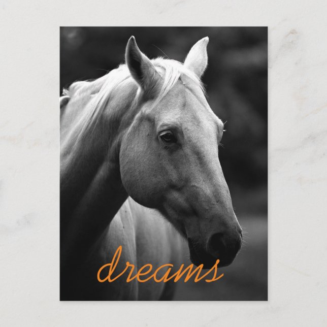 Carte Postale Dreams Motivational Black & White Horse Head (Devant)
