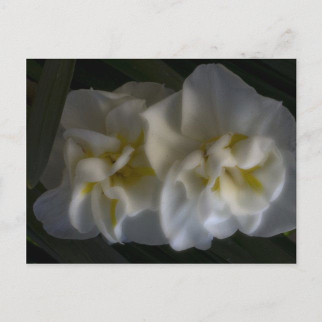 Carte Postale Dreamy Narcissus Daffodils (Devant)