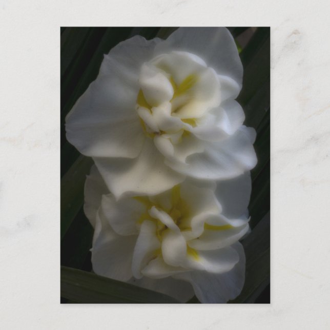 Carte Postale Dreamy Narcissus Daffodils (Devant)