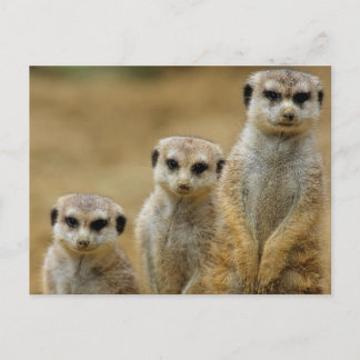 Carte Postale drei Erdmaennchen (Suricata suricatta)