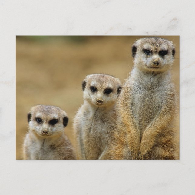 Carte Postale drei Erdmaennchen (Suricata suricatta) (Devant)