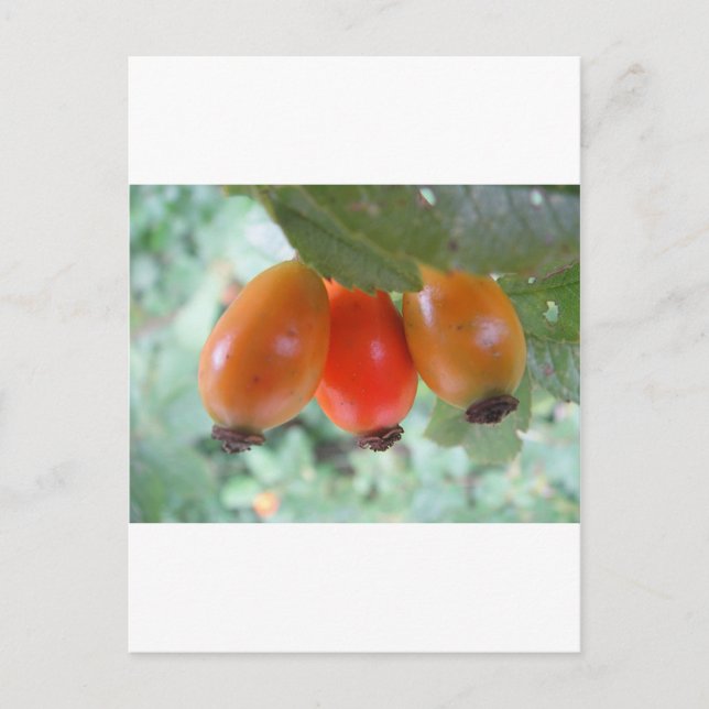 Carte Postale Drei orange Hagebutten (Devant)