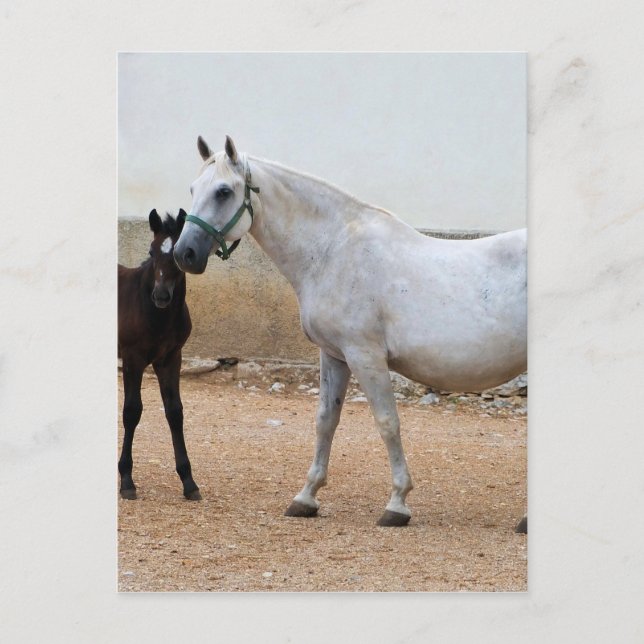 Carte Postale Dressage Montrer Cheval (Devant)