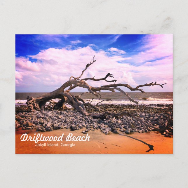 Carte postale Driftwood Beach Jekyll Island Georgi (Devant)