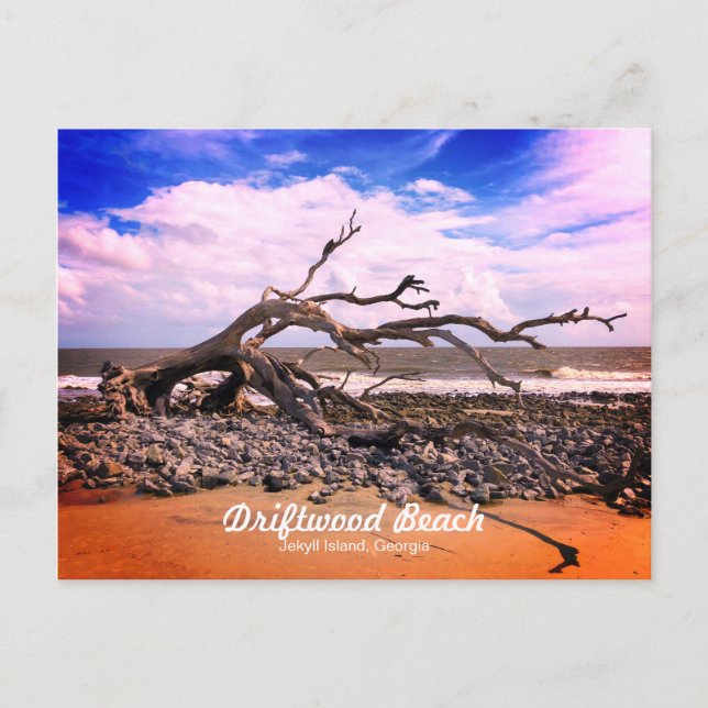 Carte Postale Driftwood Beach Jekyll Island Géorgie (Devant)