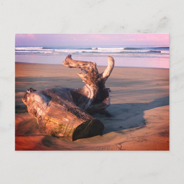 Carte Postale Driftwood Log Costa Rica Beach Photo Postcard (Devant)