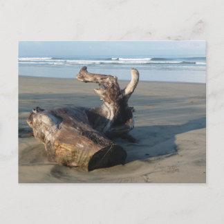 Carte Postale Driftwood Log Costa Rica Beach Photo Postcard