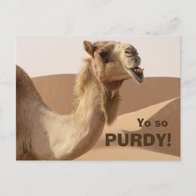 Carte Postale Drôle Camel Purdy Photo (Devant)
