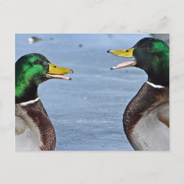 Carte Postale Drôle Canards (Devant)