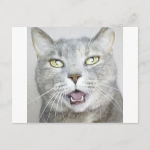 Carte Postale drôle chat gris moelleux hilarant bouche ouverte m