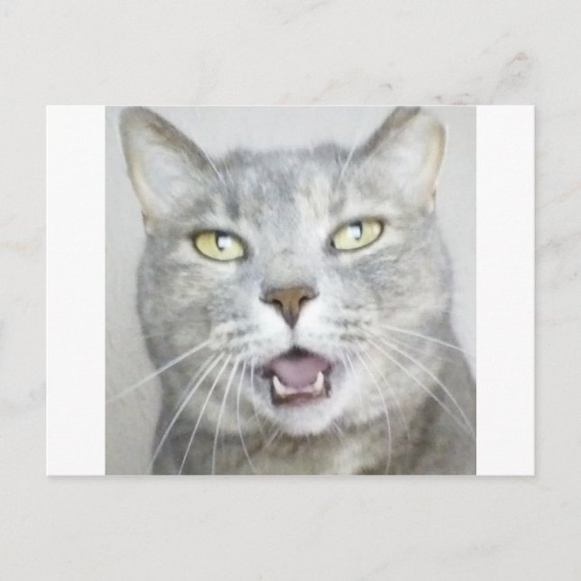 Carte Postale drôle chat gris moelleux hilarant bouche ouverte m (Devant)