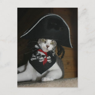 Carte Postale Drôle chat pirate