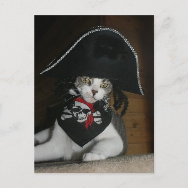 Carte Postale Drôle chat pirate (Devant)
