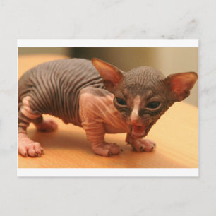Carte Postale Drôle chaton sphynx