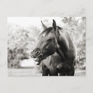 Carte Postale Drôle Cheval de Rire