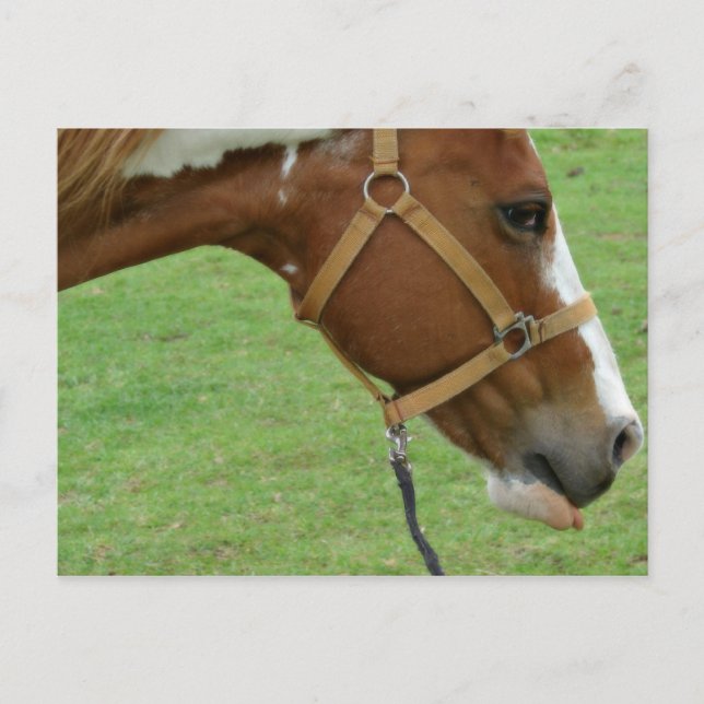 Carte Postale Drôle Cheval Flashy (Devant)