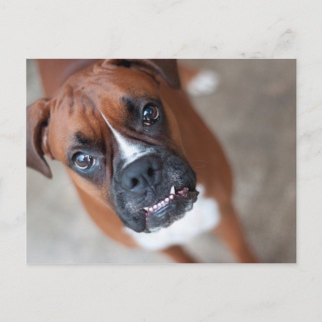 Carte Postale Drôle chien boxeur (Devant)