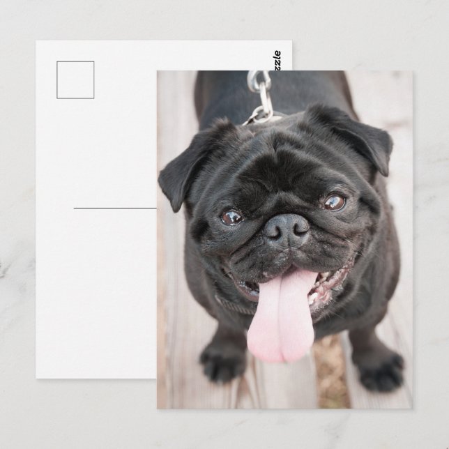 Carte Postale Drôle chien de carlin (Devant / Derrière)