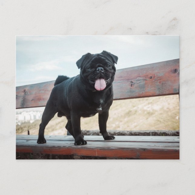 Carte Postale Drôle chien de carlin (Devant)